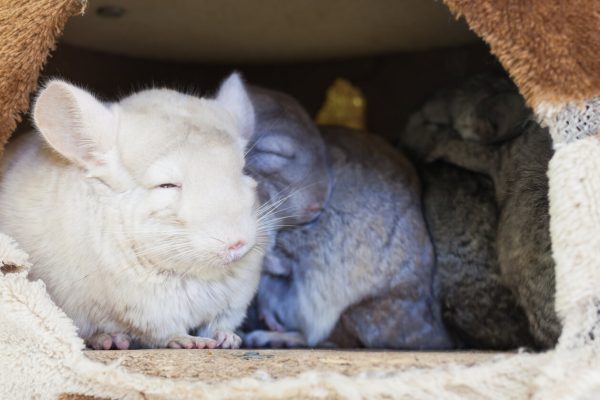 Degu Behaviour Chinchilla & Degu Behaviour - Galens Garden
