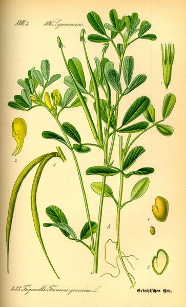 Fenugreek - Trigonella foenum-graecum
