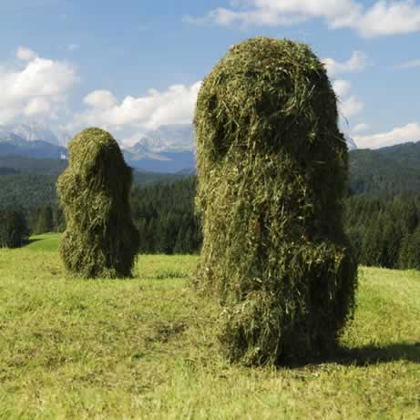 German Hay