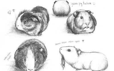 Drawing Guinea Pigs by “meh-anne”