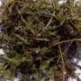Single Dried Herbs - Carrot Tops 100gm Bag