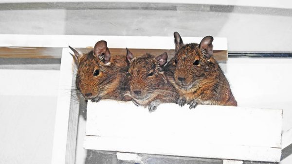 Degu Behaviour Chinchilla & Degu Behaviour - Galens Garden