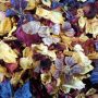 Dried Edible Flowers - Red Clover Flowers 100gm Bag