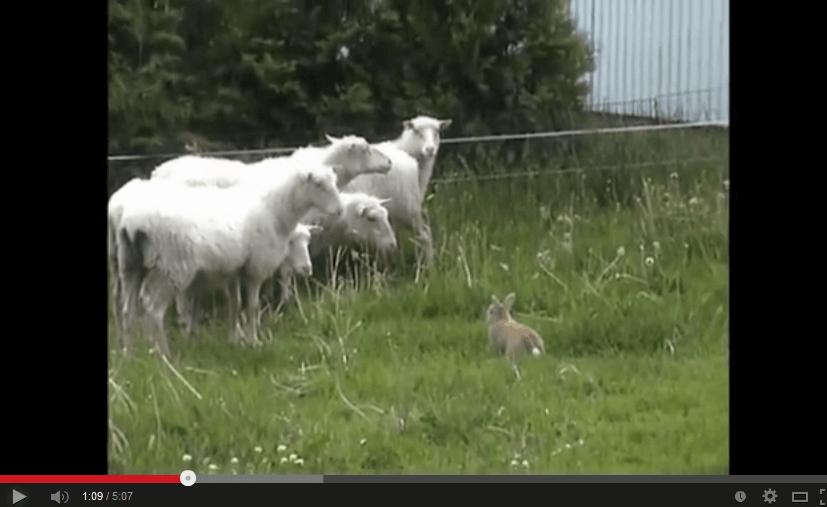 Rabbit Herding Sheep